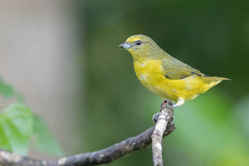 Violaceous Euphonia (f)