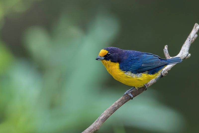 Violaceous Euphonia (m)