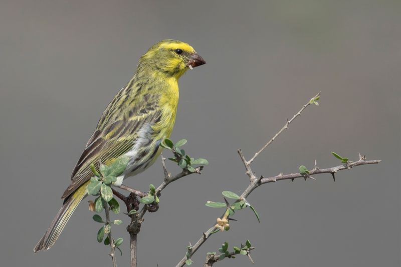 White-bellied Canary