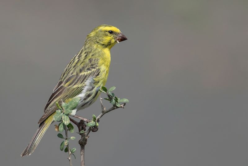 White-bellied Canary