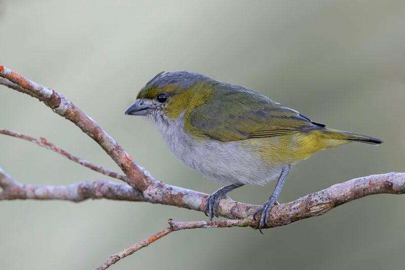 White-lored Euphonia (f)