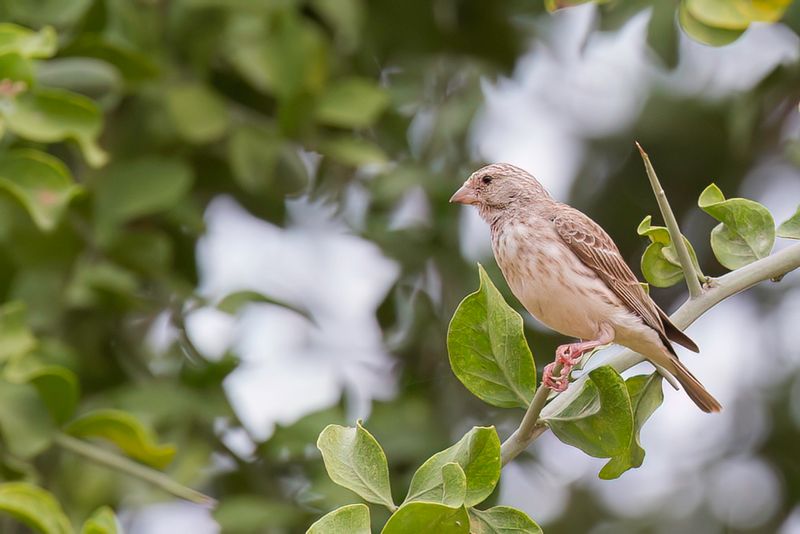 White-rumped Seedeater