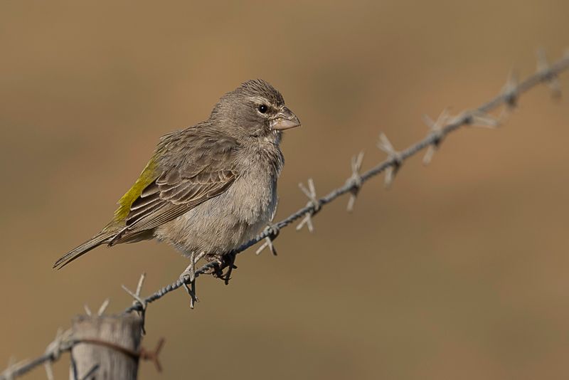 White-throated Canary