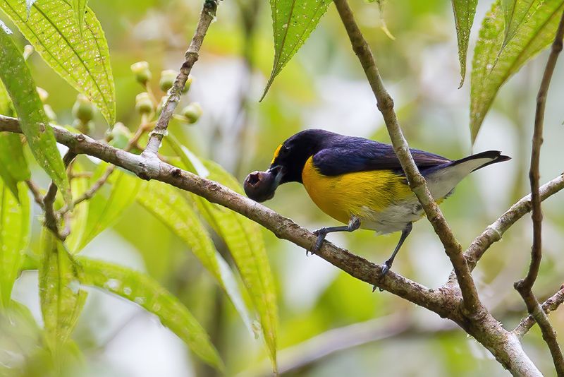 White-vented Euphonia (m)
