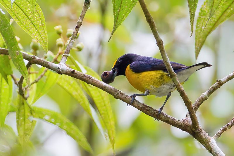 White-vented Euphonia (m)