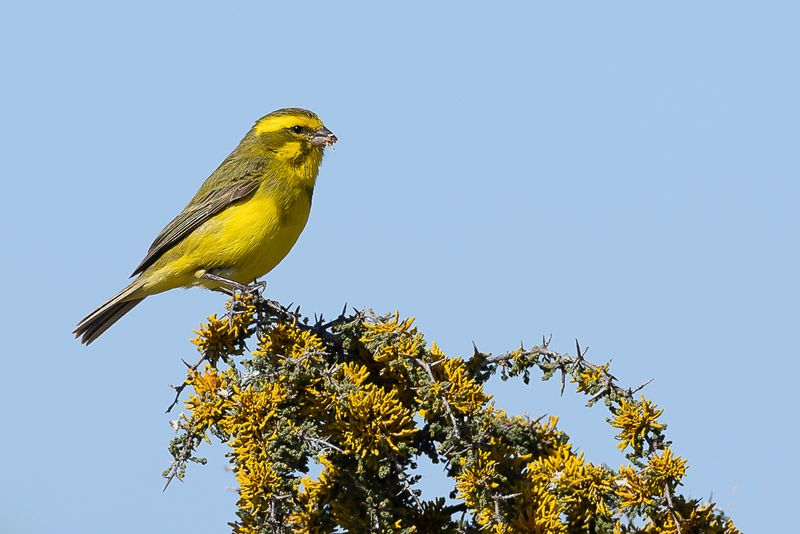Yellow Canary