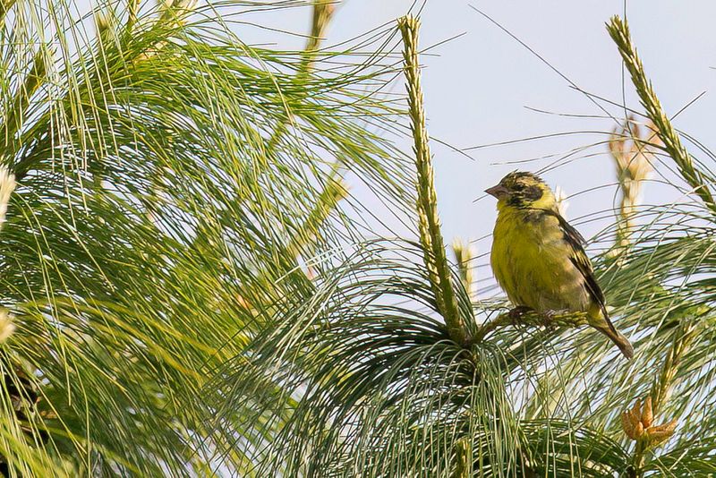 Yellow-breasted Greenfinch