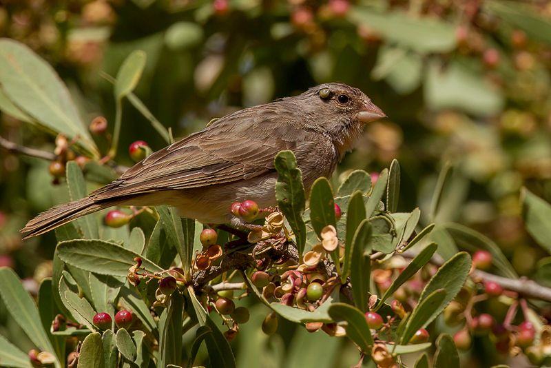 Yellow-rumped Seedeater