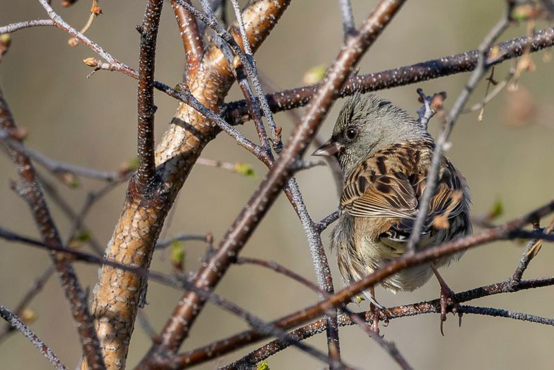 Black-faced Bunting