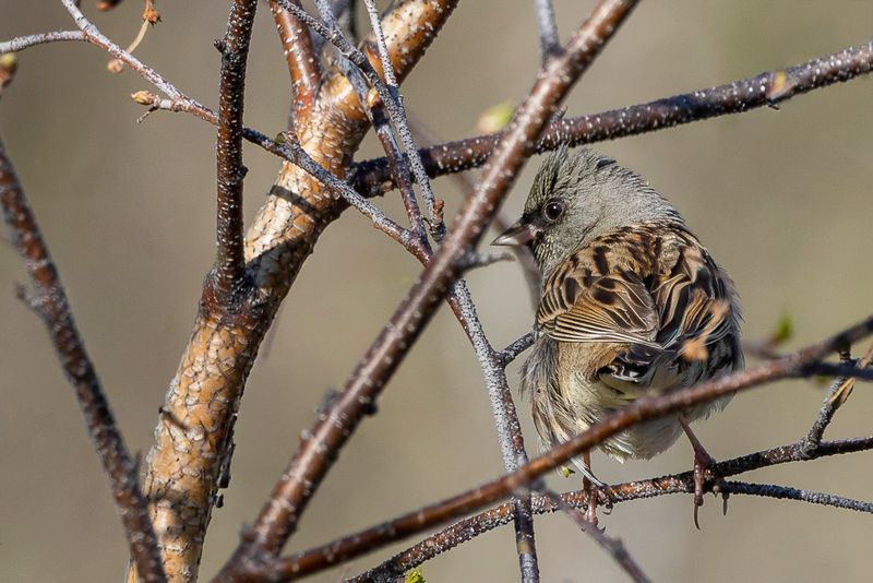 Black-faced Bunting