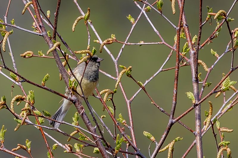 Black-faced Bunting