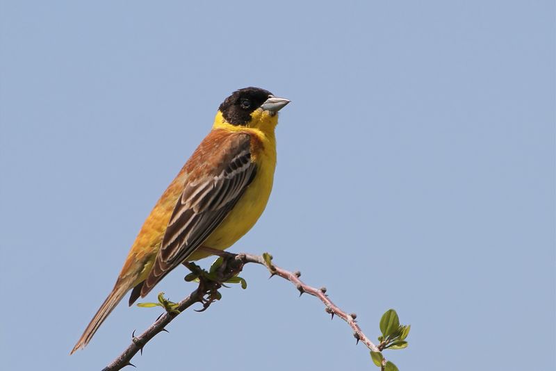 Black-headed Bunting