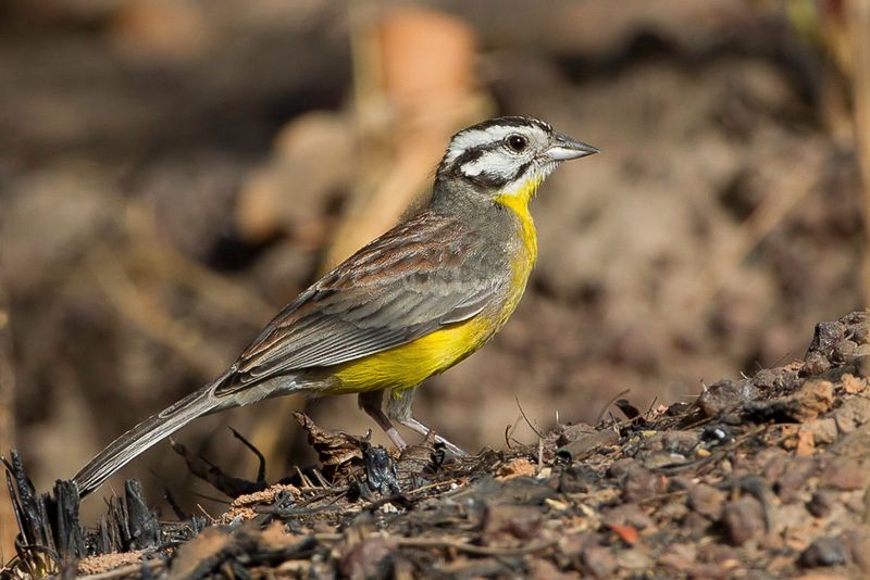 Brown-rumped Bunting