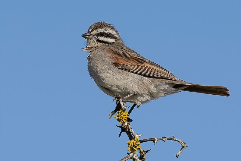 Cape Bunting