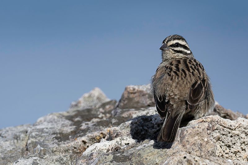 Cape Bunting