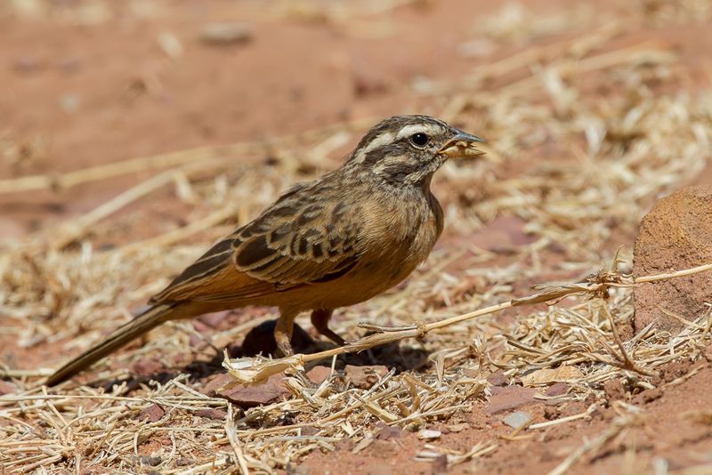 Cinnamon-breasted Bunting