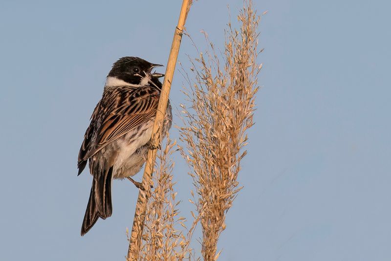 Common Reed Bunting