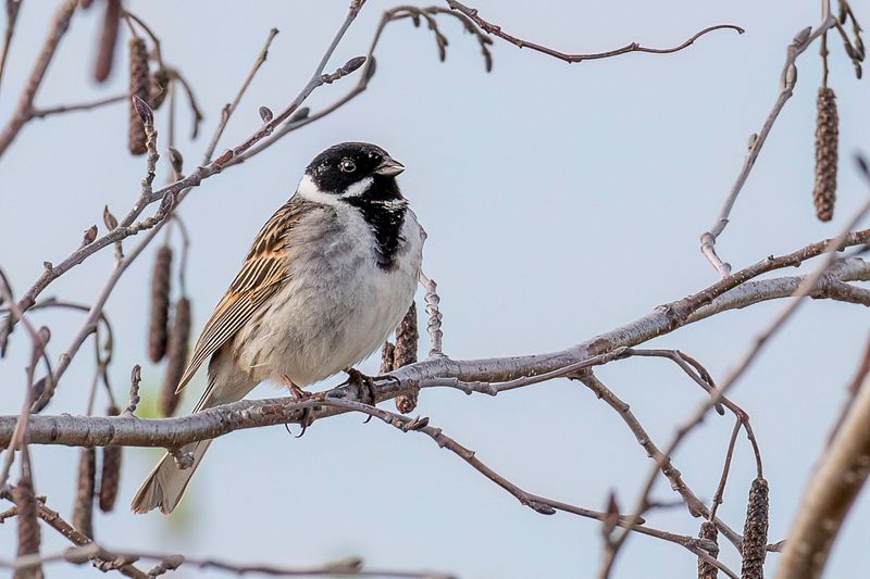 Common Reed Bunting