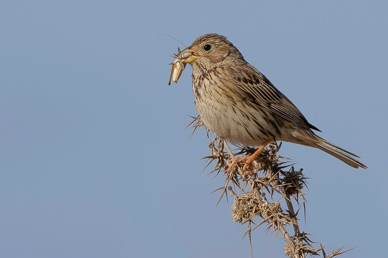 Corn Bunting