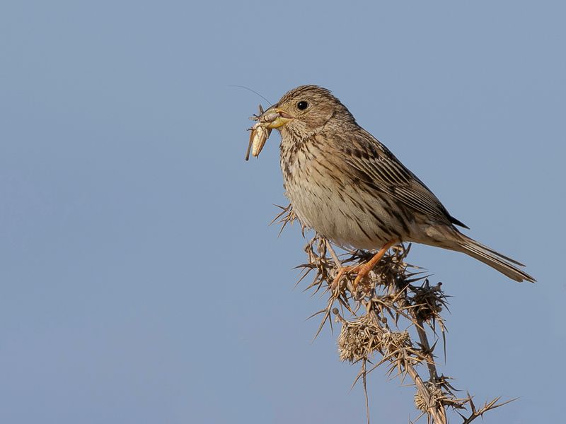 Corn Bunting