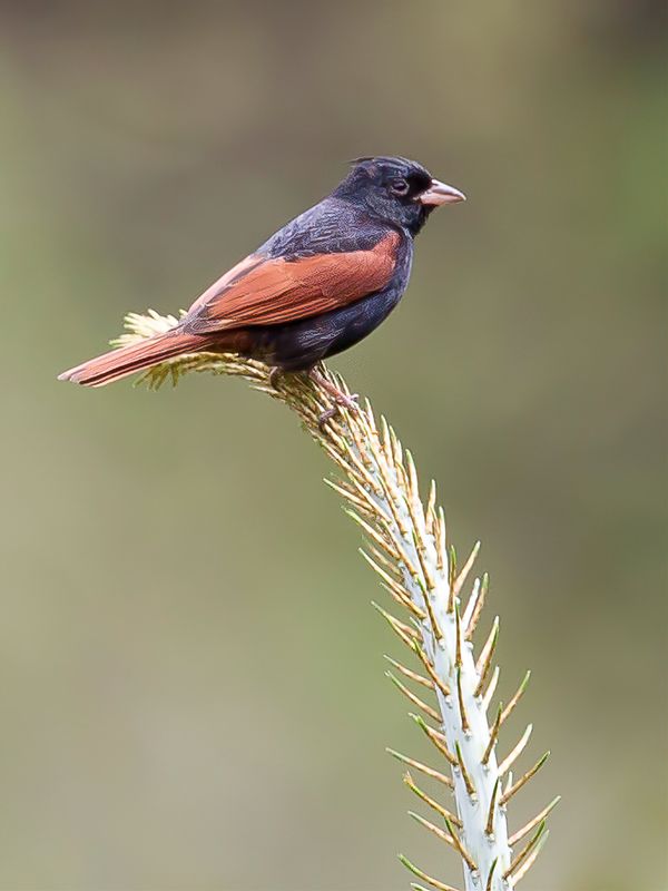 Crested Bunting