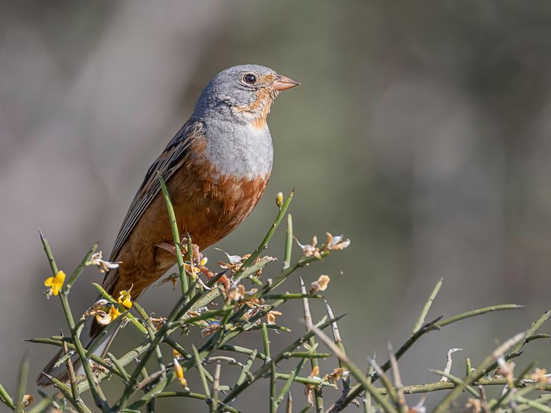 Cretzschmar's Bunting