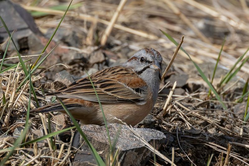 Godlewski's Bunting