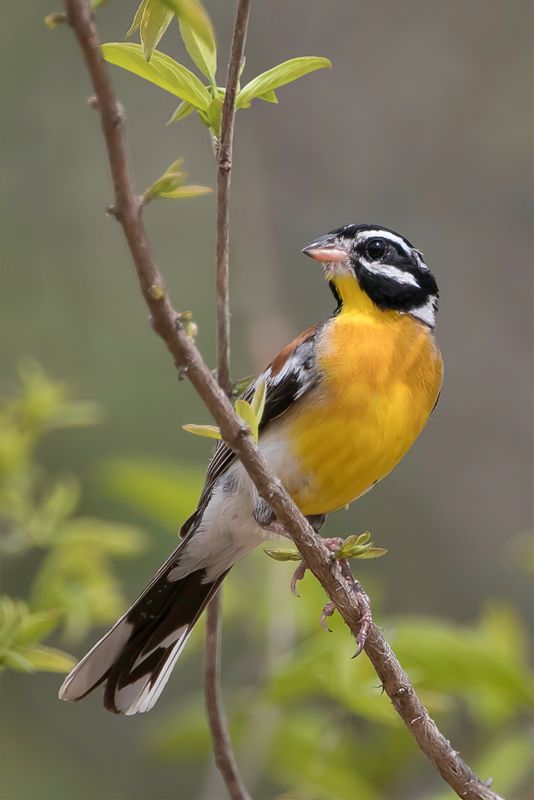 Golden-breasted Bunting