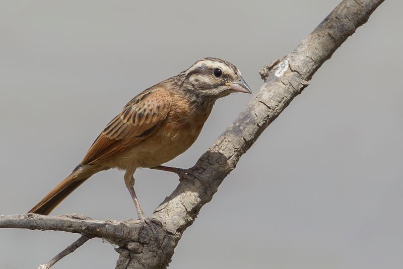 Gosling's Bunting
