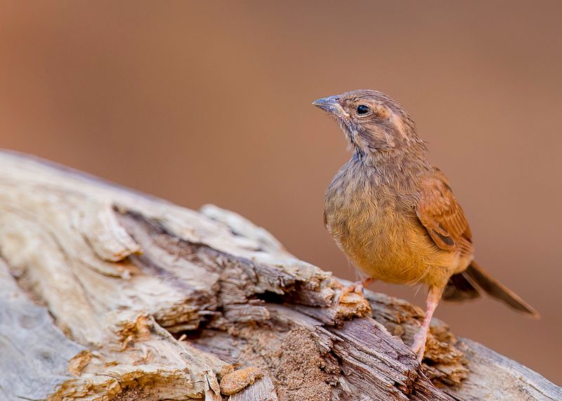 House Bunting (j)