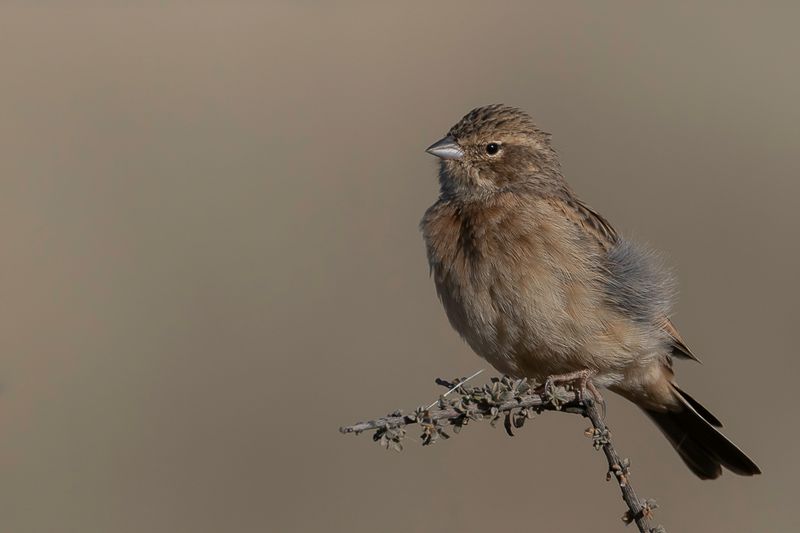Lark-like Bunting