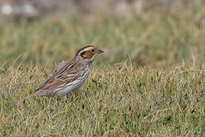 Little Bunting