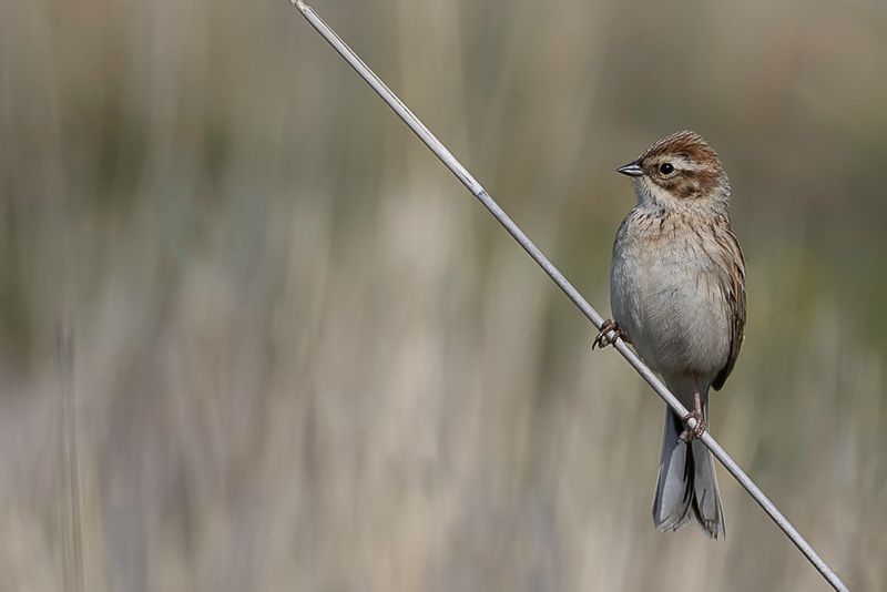 Little Bunting
