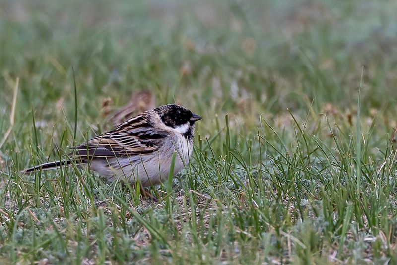 Pallas's Reed Bunting (m)