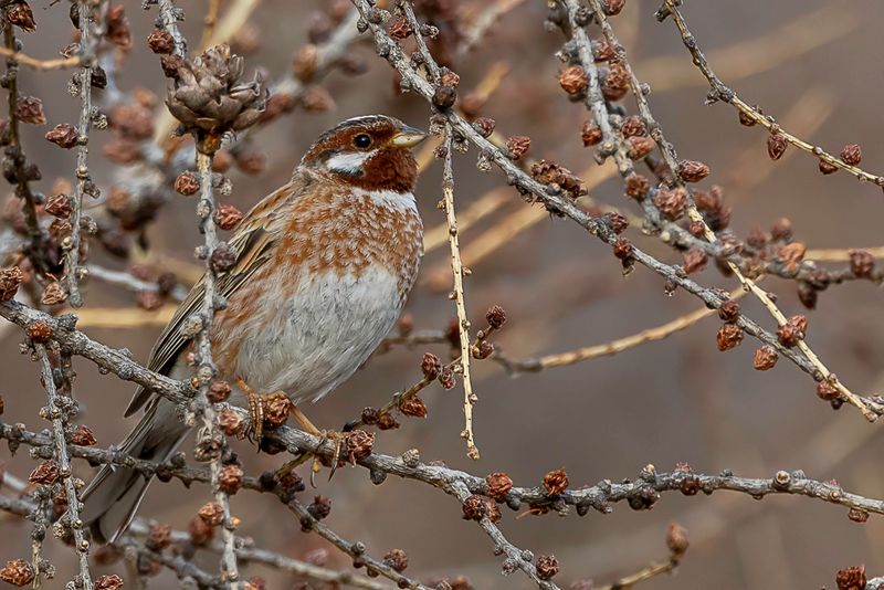 Pine Bunting (m)