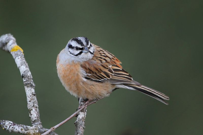 Rock Bunting