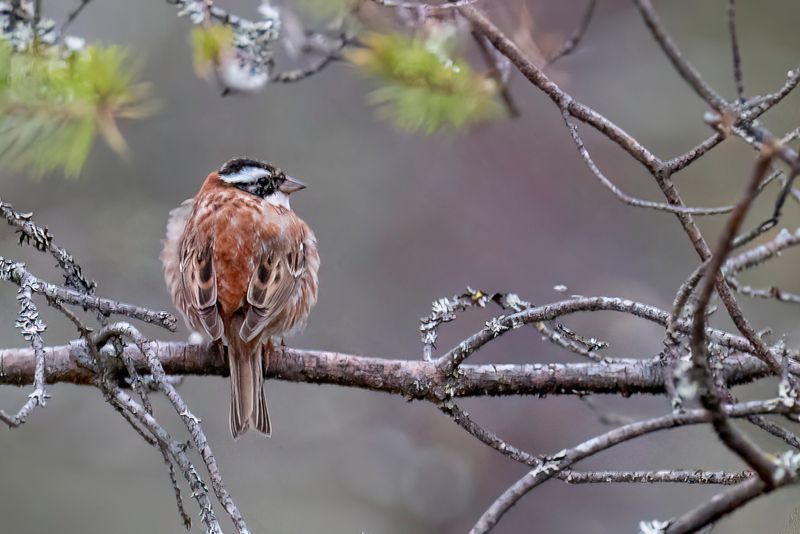 Rustic Bunting