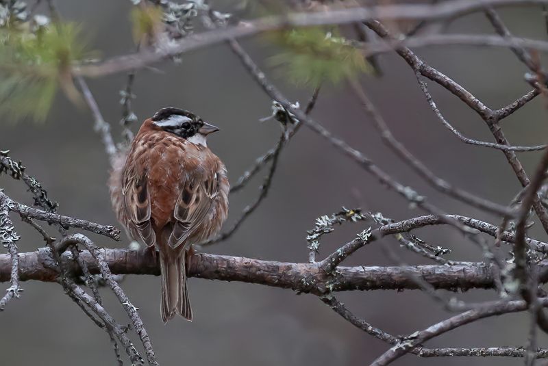 Rustic Bunting