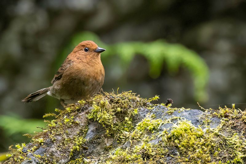 Slaty Bunting (f)