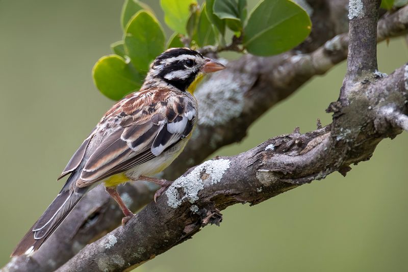 Somali Bunting