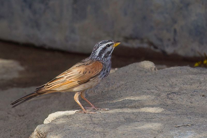 Striolated Bunting