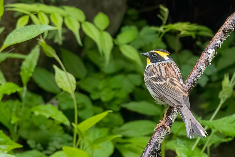 Yellow-throated Bunting