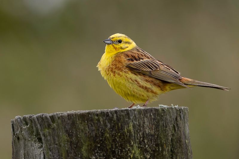 240 Emberizidae - Old World Buntings