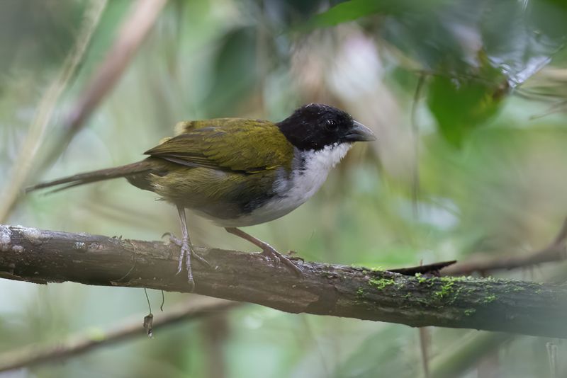 Black-headed Brushfinch