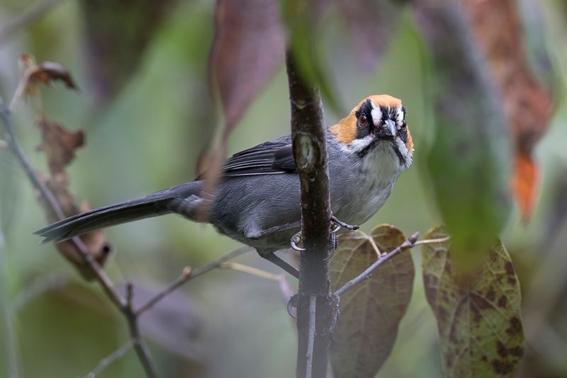 Black-spectacled Brushfinch