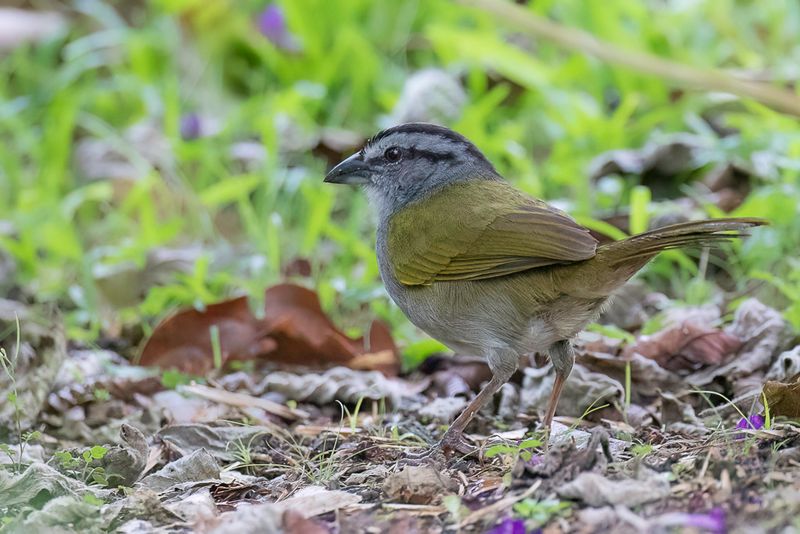 Black-striped Sparrow