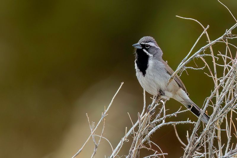 Black-throated Sparrow