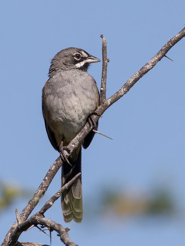 Bridled Sparrow