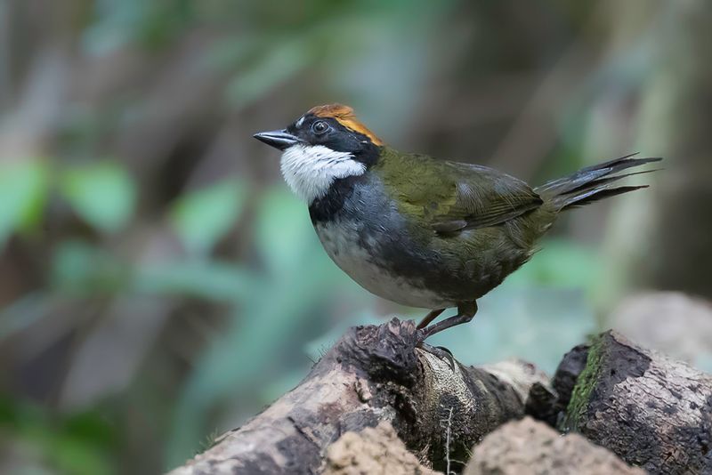 Chestnut-capped Brushfinch