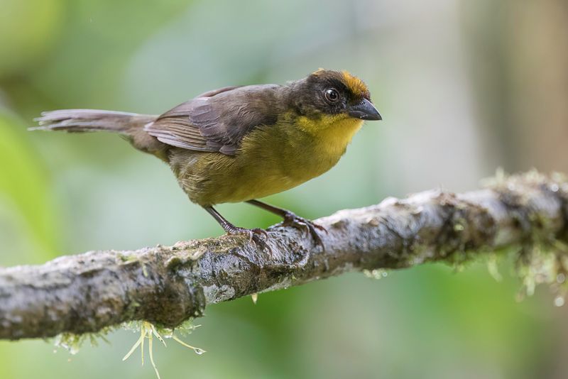 Choco Brushfinch